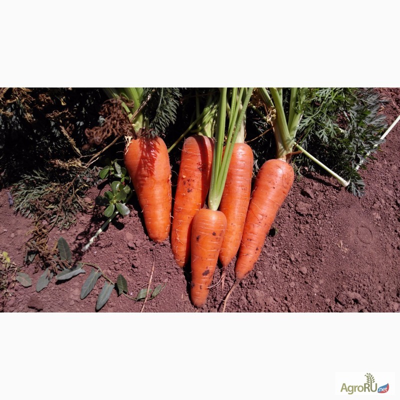 Фото 3. Морковь оптом новый урожай 2017
