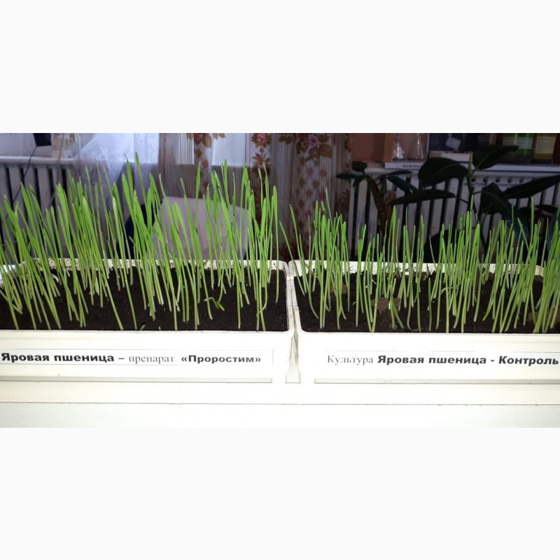 Фото 5. Стимулятор роста растений - органическое удобрение ПроРостим