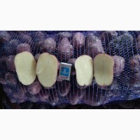 Картофель оптом из Беларуси 7, 5 р/кг
