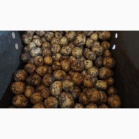 Качественный продовольственный картофель