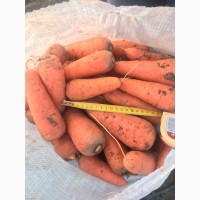 Продам морковь сорт каскад