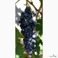 Саженцы и черенки винограда для ульяновска