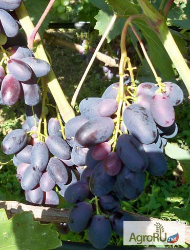 Фото 5. Саженцы и черенки винограда для ульяновска