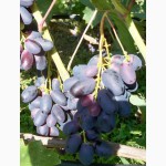 Саженцы и черенки винограда для ульяновска