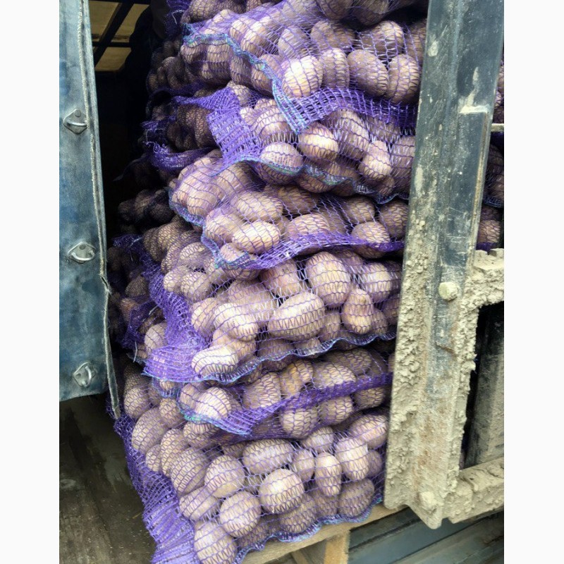 Фото 3. Продажа картофеля оптом 5+ со склада