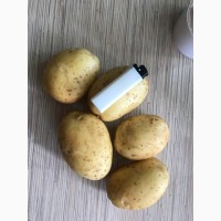 Картофель Свежий 5+ оптом