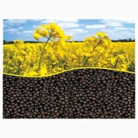 ООО НПП «Зарайские семена» закупает семена:сурепица озимая от 20 тонн