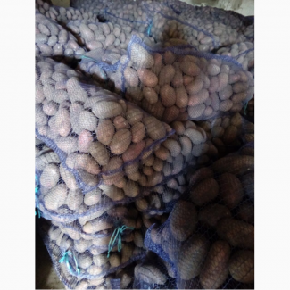 Картофель в Крыму калиброванный от производителя оптом