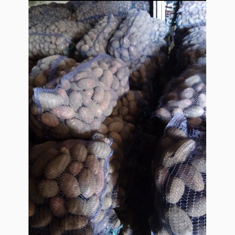 Фото 2. Картофель в Крыму калиброванный от производителя оптом