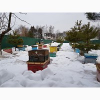 Пчелы Пчелопакеты Пчелосемьи