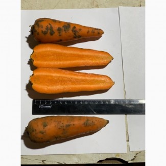 Продаём Морковь свежая оптом в Москве