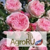 Интернет магазин Цветы для Жизни - большой ассортимент саженцев для розария недорого
