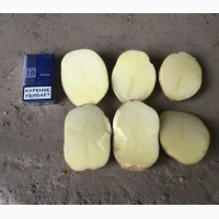 Продажа картофеля. Оптом от 20 тонн