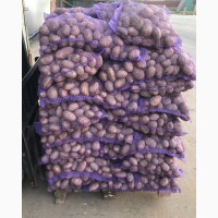 Продажа картофеля. Оптом от 20 тонн