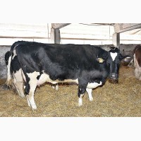 Срочно продаются коровы 1, 2, 3 лактации. Черно-Пестрая порода