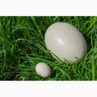 Страусиное яйцо (столовое). Страус и Ко