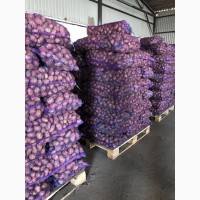 Продаем картофель оптом от производителя урожай 2018