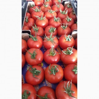 Высококачественный сорт помидоров Ламия в продаже по выгодным ценам