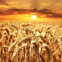 Пшеница, ячмень, кукуруза
