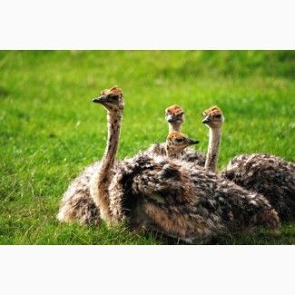 Страусята африканского страуса. Страус и Ко