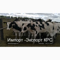 Продажа коров дойных, нетелей молочных пород Пенза