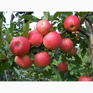 Сочные яблоки высшего сорта Интенсив