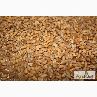 Продаём пшеница фуражная 3000т