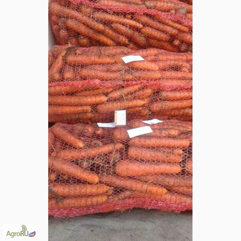 Фото 2. Морковь столовая оптом