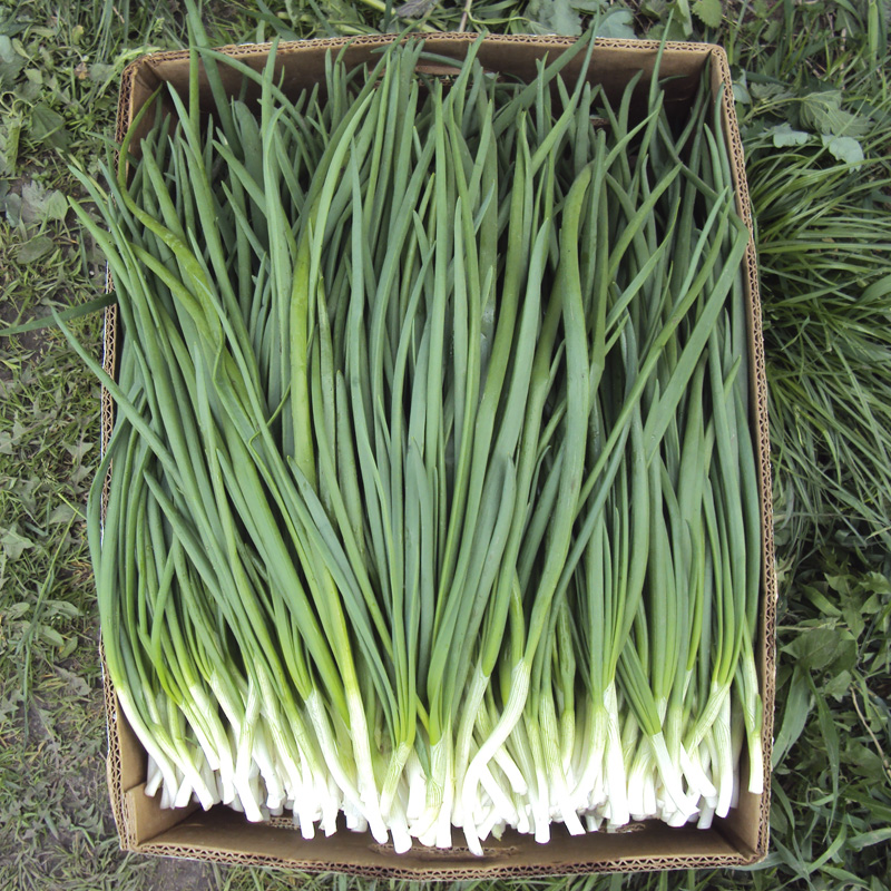 Фото 3. Продаю зелень из Узбекистана ( лук, укроп, петрушка. кинза )