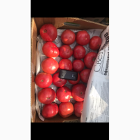 Продаю розовый томат