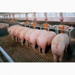Свиньи от 110-170 кг (2х породка)