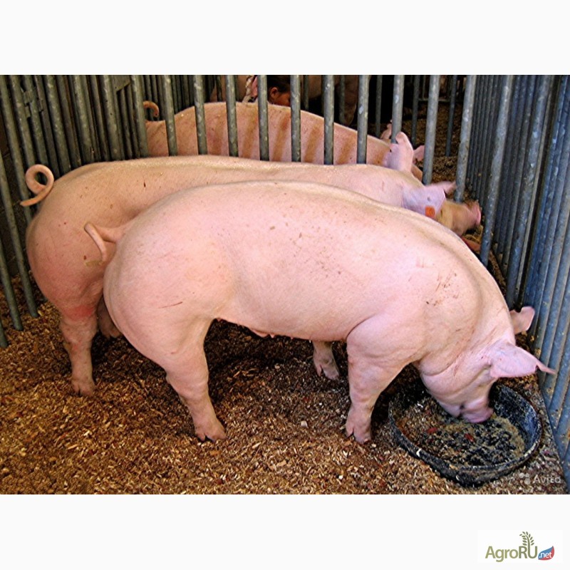 Фото 3. Свиньи от 110-170 кг (2х породка)