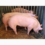 Свиньи от 110-170 кг (2х породка)