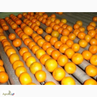Апельсин из Египте