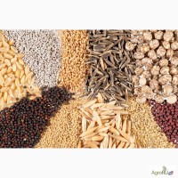 Предлагаем к продаже семена гречихи, подсолнечника, кукурузы, яровых культур