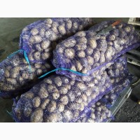 Картофель Наташа в Кемерово, свежий урожай
