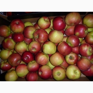 Закупаем яблоки большим оптом калибра 5+ и выше