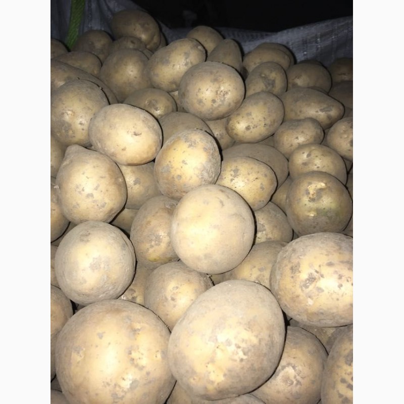 Картофель купить в новосибирске. Семенной картофель Гала. Сорт картофеля Гала. Сорт Гала. Семена картофеля Гала.