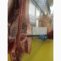 Мясо свинина в полутушах