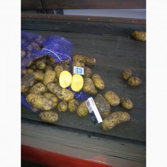 Картофель оптом 5+, от производителя от 9 р. 50 к./кг