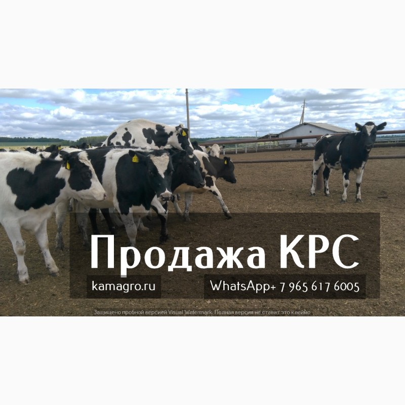 Фото 4. Продажа племенных нетелей молочного направления из России в Казахстан