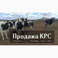 Продажа племенных нетелей молочного направления из России в Казахстан