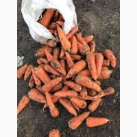Продажа моркови оптом напрямую с ФХ