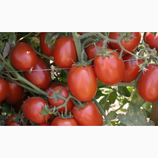 Продам томаты от производителя