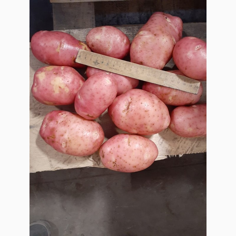Фото 2. Картофель урожая 2019 г от производителя