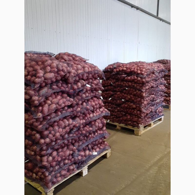 Фото 5. Картофель урожая 2019 г от производителя