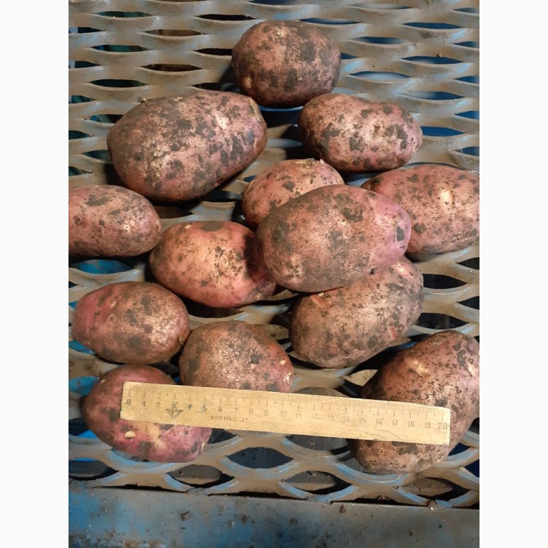 Фото 6. Картофель урожая 2019 г от производителя