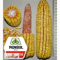 Семена кукурузы П39Ф58 ФАО290