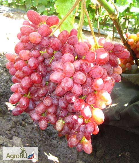 Фото 2. Саженцы и черенки винограда достойных сортов