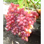 Саженцы и черенки винограда достойных сортов